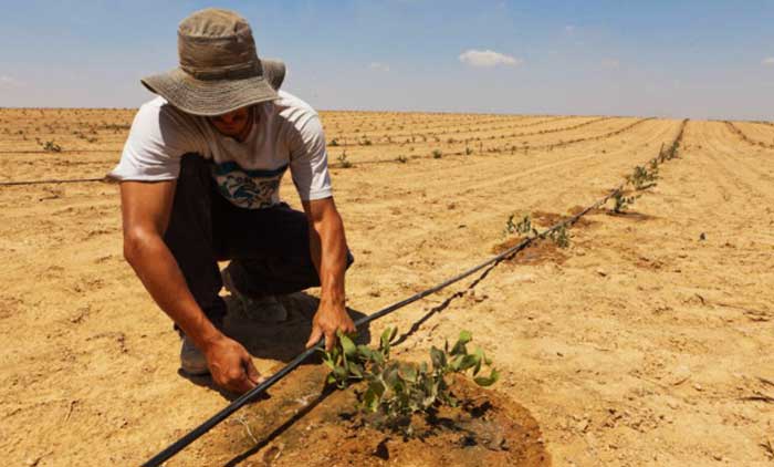 Tree Entry - Nachhaltigkeit event