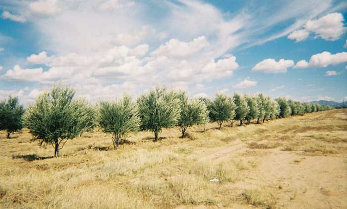 Tree Entry - Nachhaltigkeit event